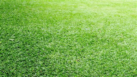 How magical carpet grass can bring joy to your pet's life